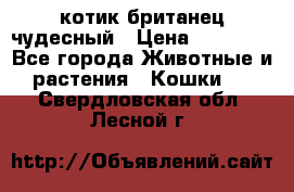 котик британец чудесный › Цена ­ 12 000 - Все города Животные и растения » Кошки   . Свердловская обл.,Лесной г.